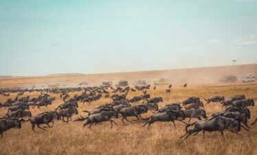 10 Days 9 Nights Wildebeest Migration Safari