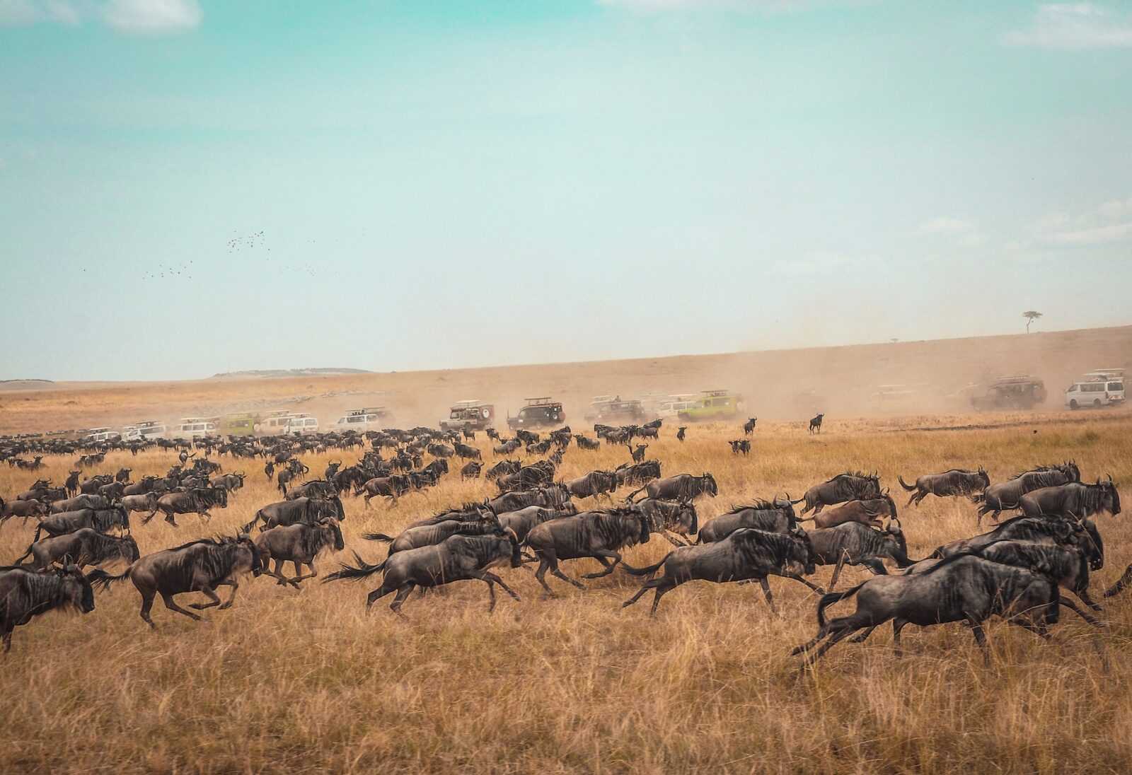 10 Days 9 Nights Wildebeest Migration Safari