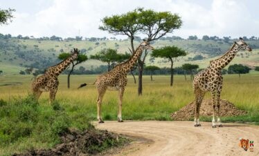 10 Days Luxury Safari. Experience the epitome of opulence