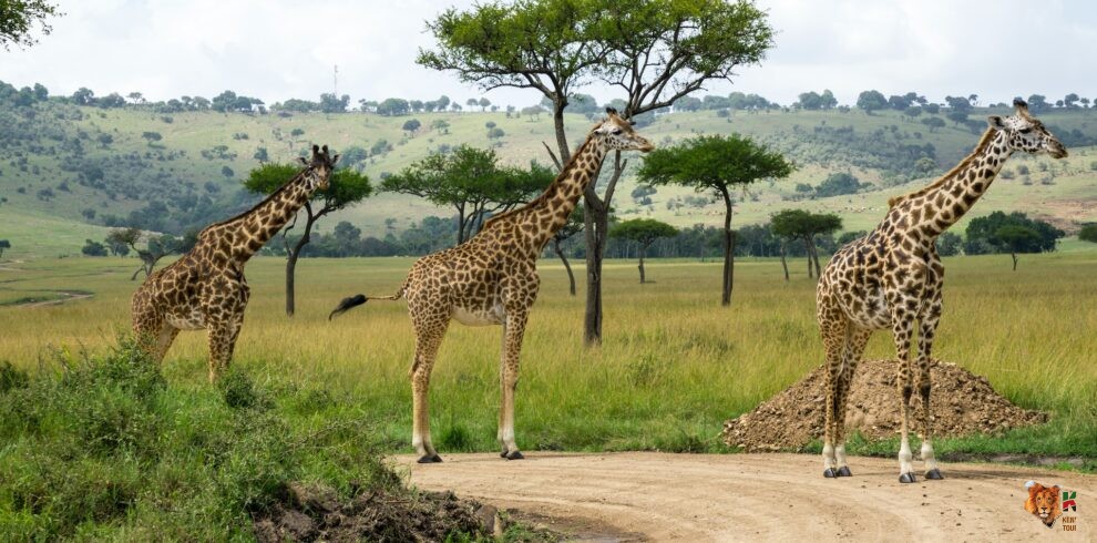 10 Days Luxury Safari. Experience the epitome of opulence