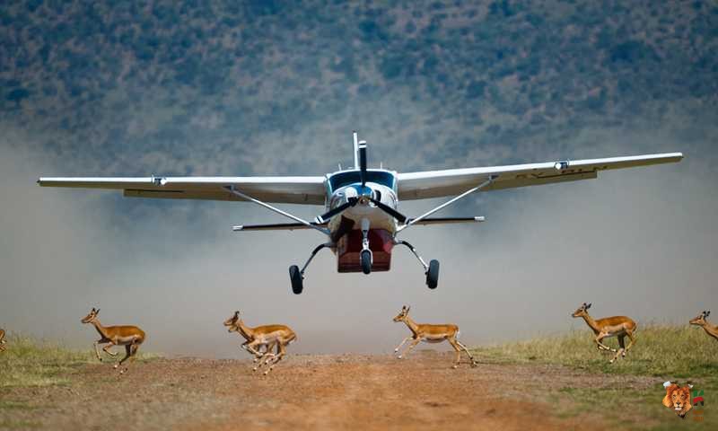 Kenya Incentives Tours and Safaris- Safari Kenya