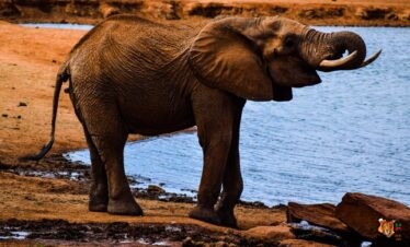 4 Days Amboseli, Tsavo East, Tsavo West Safari