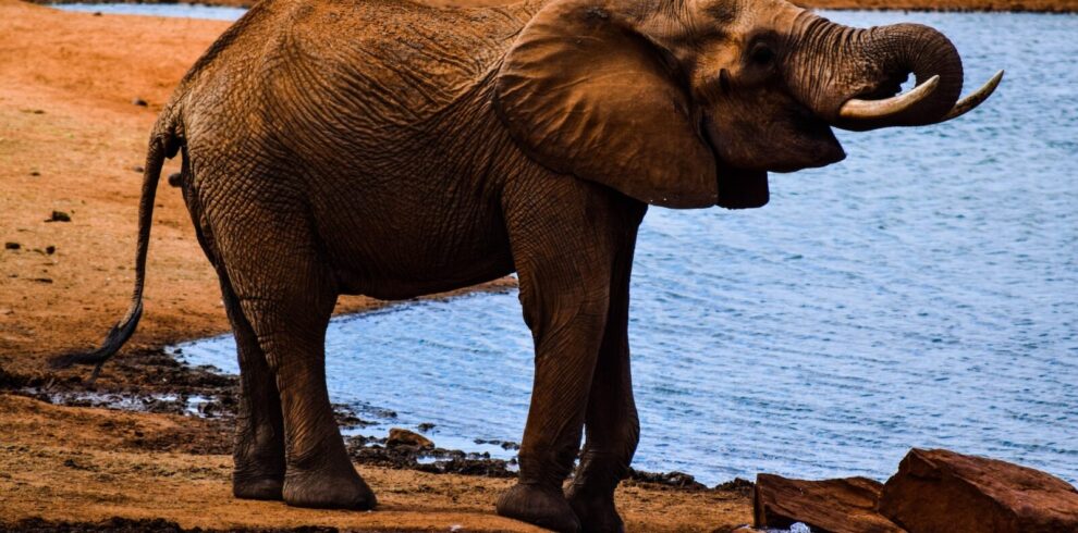 4 Days Amboseli, Tsavo East, Tsavo West Safari