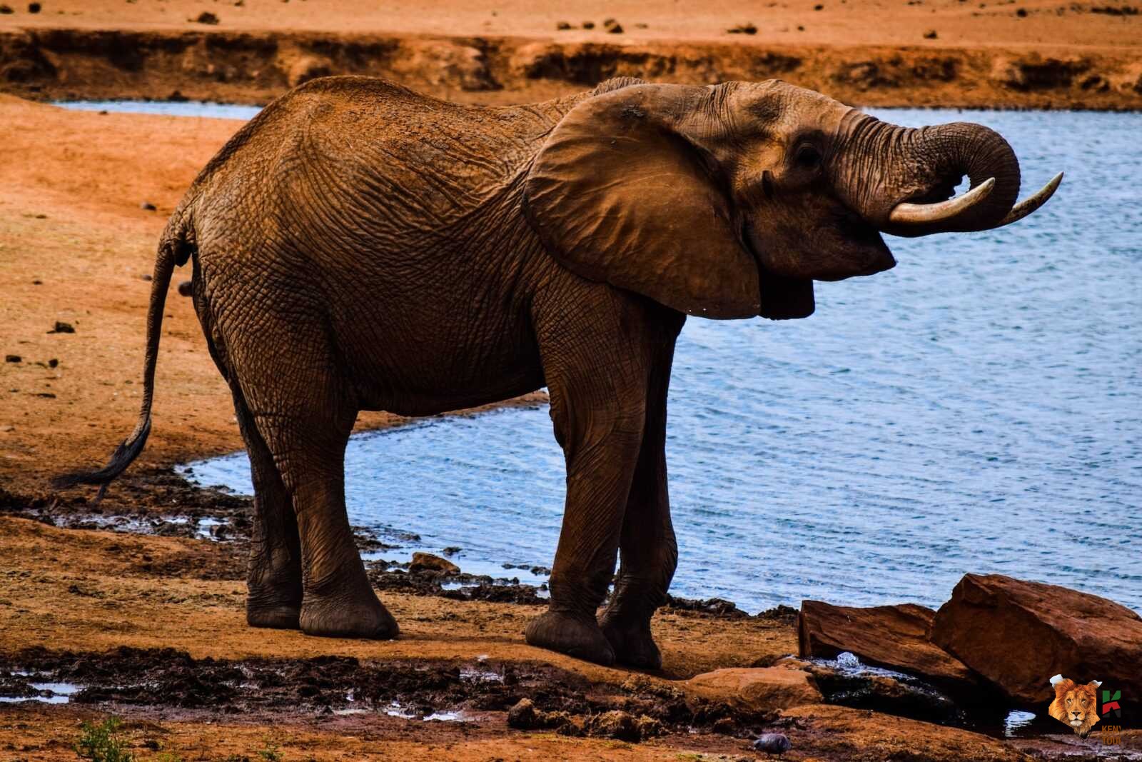 4 Days Amboseli, Tsavo East, Tsavo West Safari