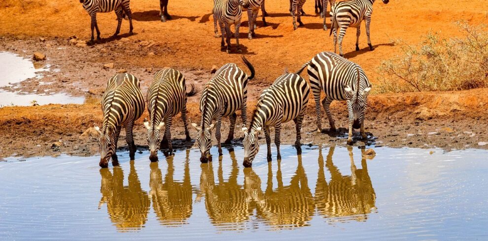4 Days Tsavo East, Amboseli Safari. Embark on a thrilling 4-day