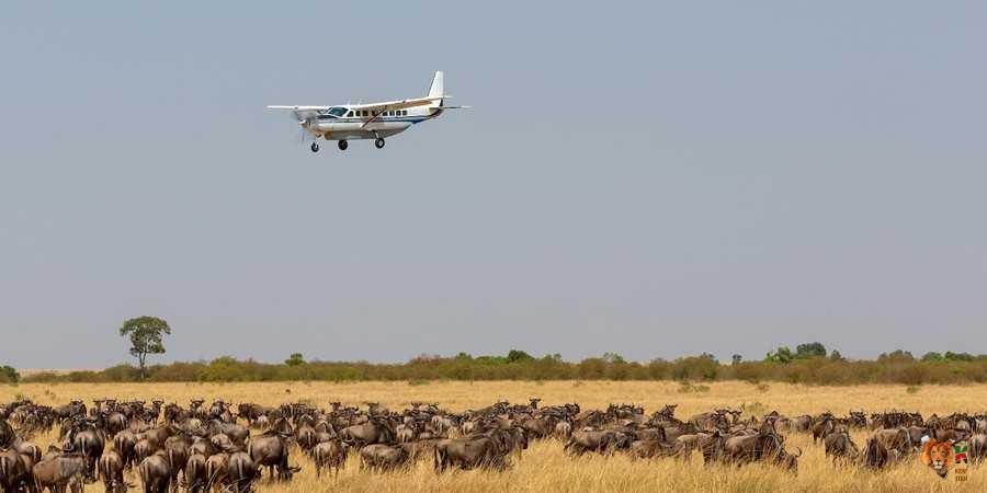 Masai Mara Fly-In Safari From Nairobi: Complete 2026 Luxury Travel Guide 4 Kenya Incentives Tours and Safaris- Safari Kenya