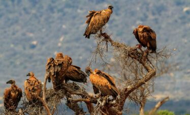 7 Days Masai Mara, Amboseli, Tsavo West, Tsavo East Safari