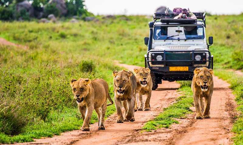 Backpackers Safari in Kenya: Affordable Wildlife Adventures for Budget Travelers 1 Backpackers safari in Kenya