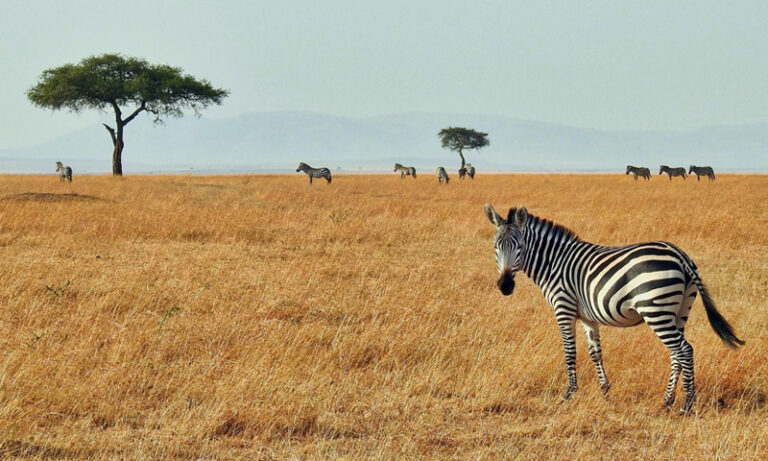 Kenya Incentives Tours and Safaris- Kenya Tour
