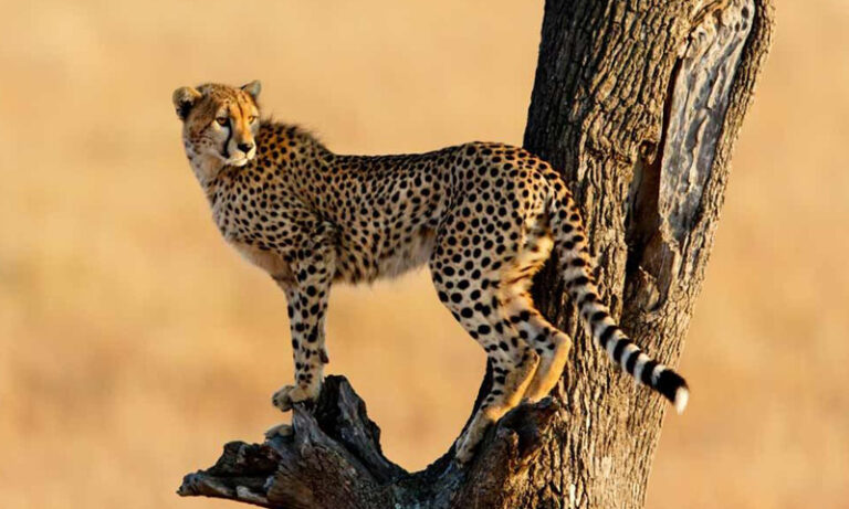 Kenya Incentives Tours and Safaris- Kenya Tour