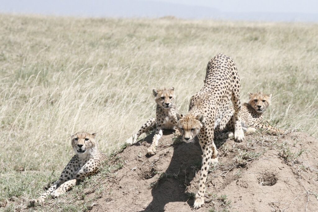 Kenya & Tanzania LUXURY Safari 12 Days 11 Nights