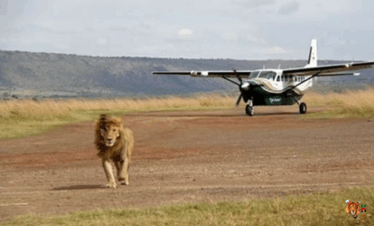 Flying Safari Lewa Conservancy 4 Days 3 Nights