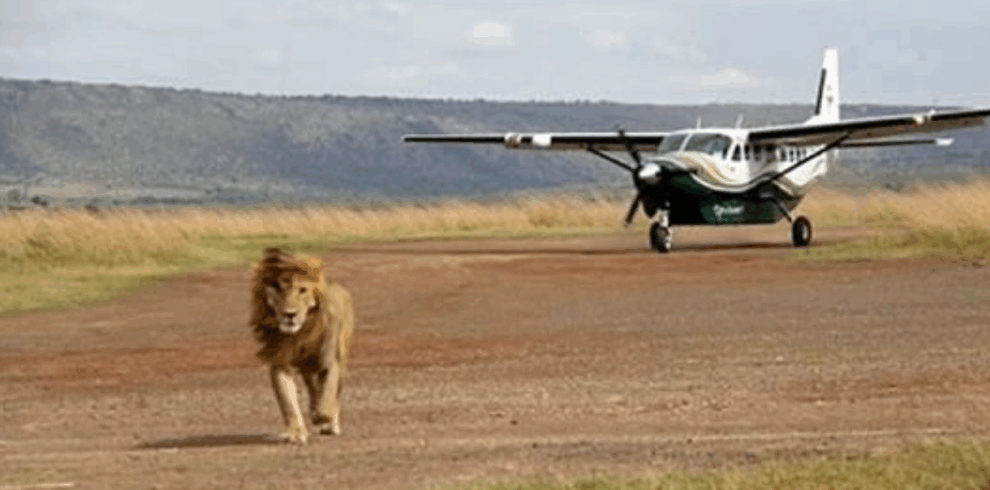Flying Safari Lewa Conservancy 4 Days 3 Nights