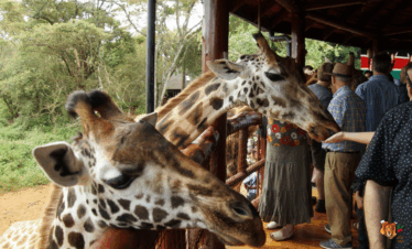 Giraffe Center, Sheldrick Elephant Orphanage, Nairobi National