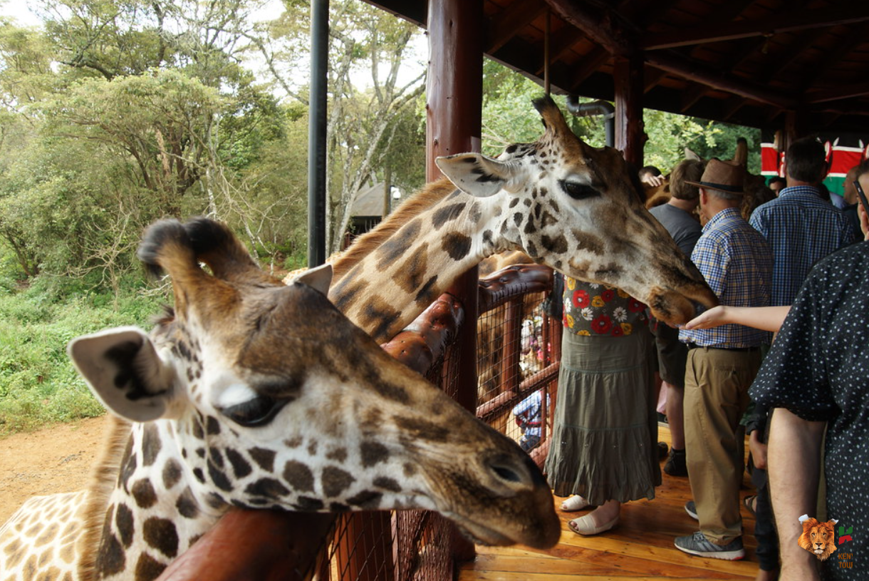 Giraffe Center, Sheldrick Elephant Orphanage, Nairobi National