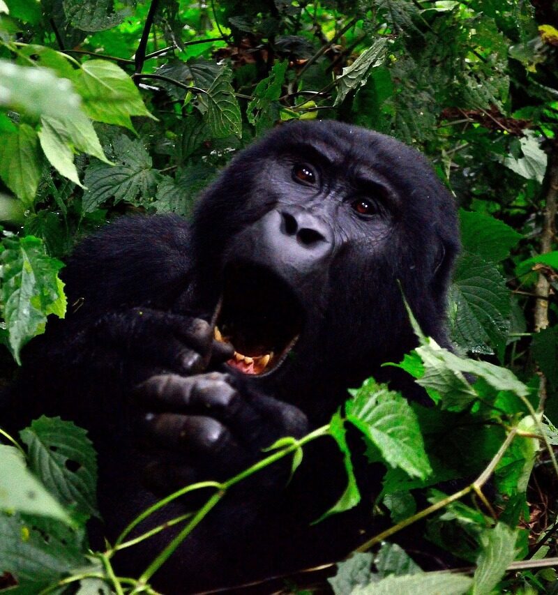 Kenya & Uganda Gorilla / Chimpanzee Habituation Safari 12 Days