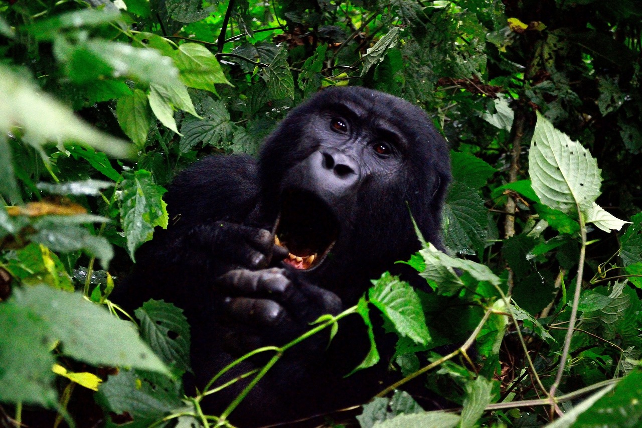 Kenya & Uganda Gorilla / Chimpanzee Habituation Safari 12 Days