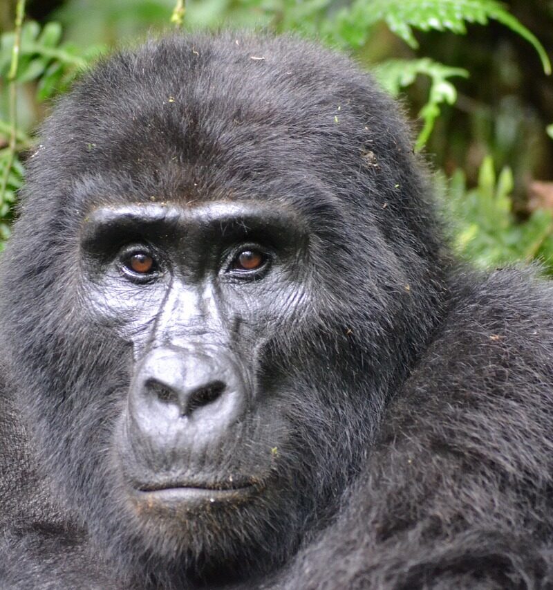 This Kenya Safari & Uganda Gorilla Trek 10 Days