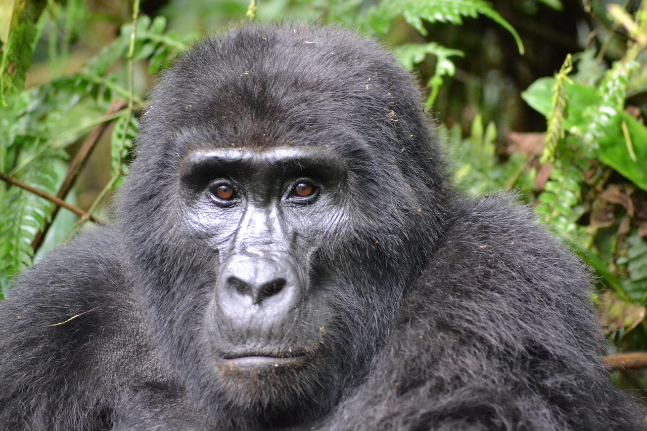 This Kenya Safari & Uganda Gorilla Trek 10 Days