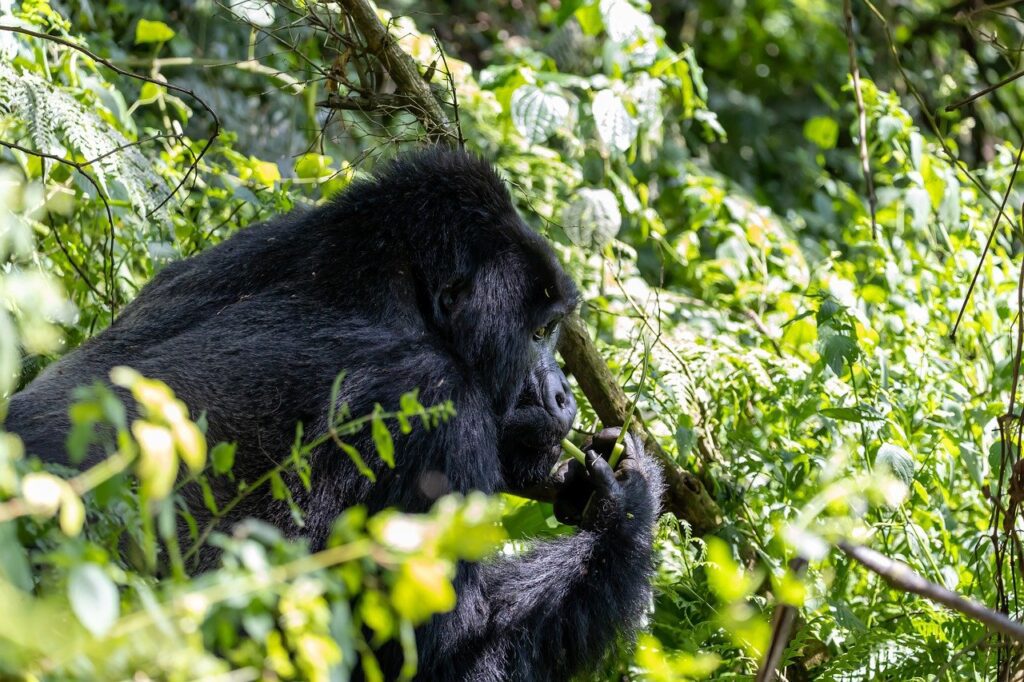 This Uganda Gorilla Trek 4 Days safari is good for those who want