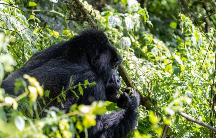 This Uganda Gorilla Trek 4 Days safari is good for those who want