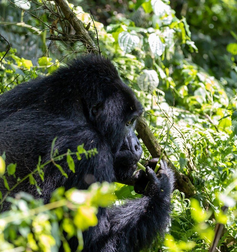 This Uganda Gorilla Trek 4 Days safari is good for those who want