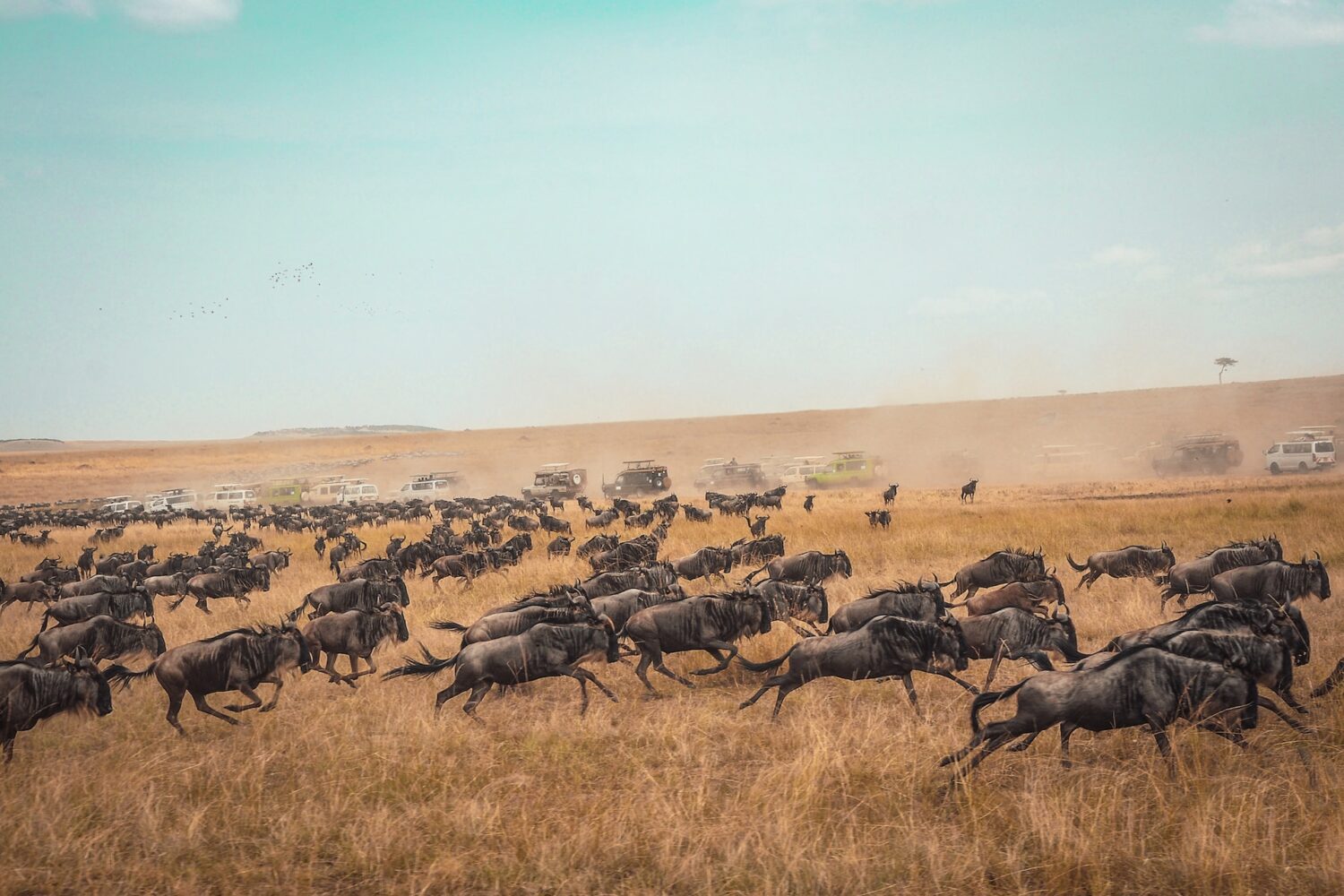 10 Days 9 Nights Wildebeest Migration Safari