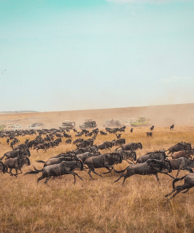 10 Days 9 Nights Wildebeest Migration Safari