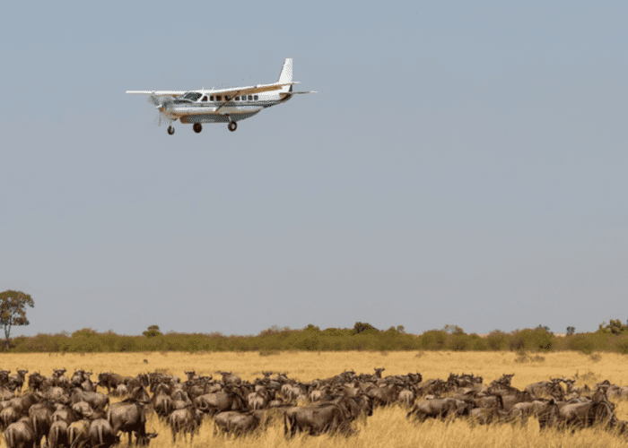 Flying Safari 5 Days 4 Nights Amboseli–Masai Mara