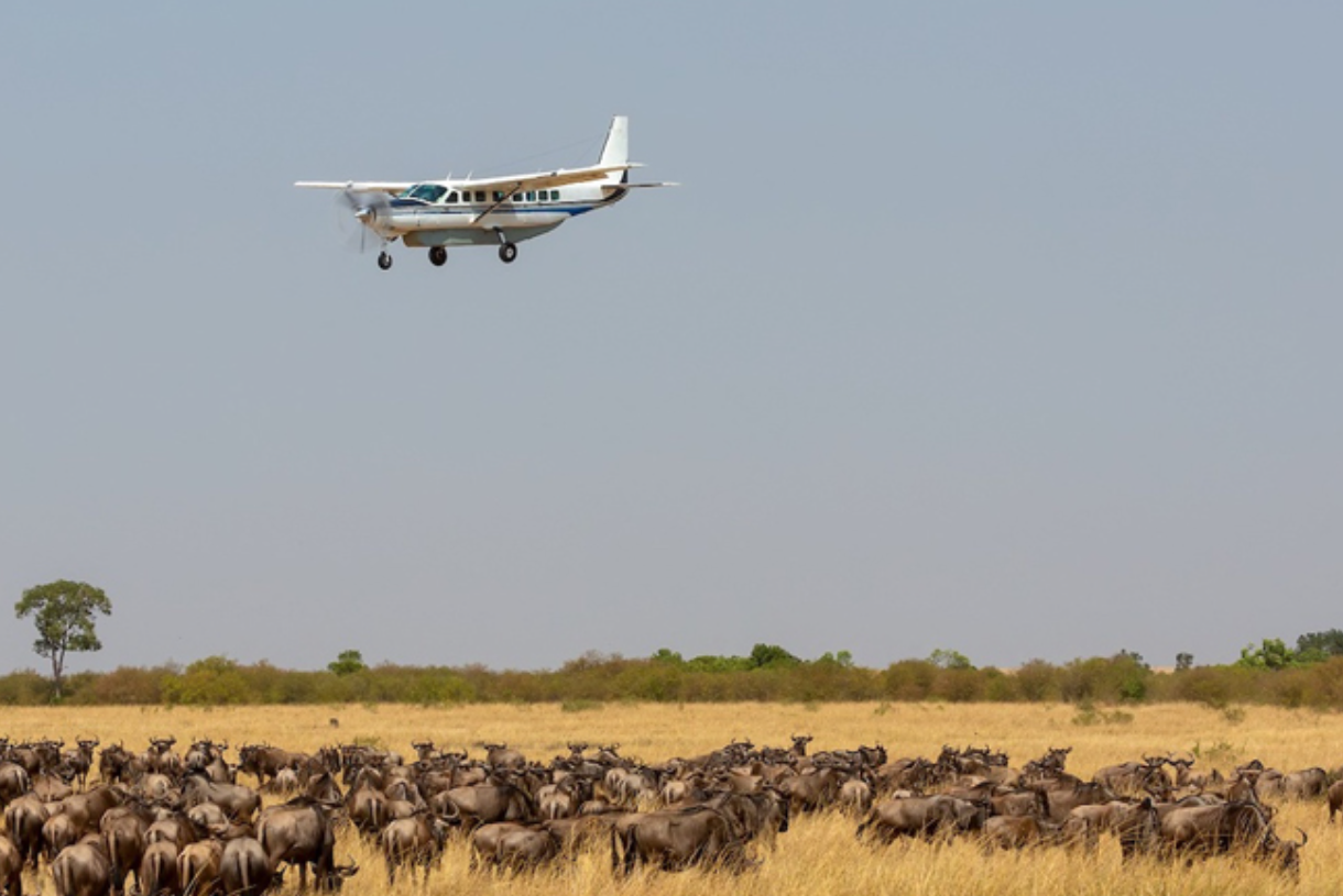 Flying Safari 5 Days 4 Nights Amboseli–Masai Mara