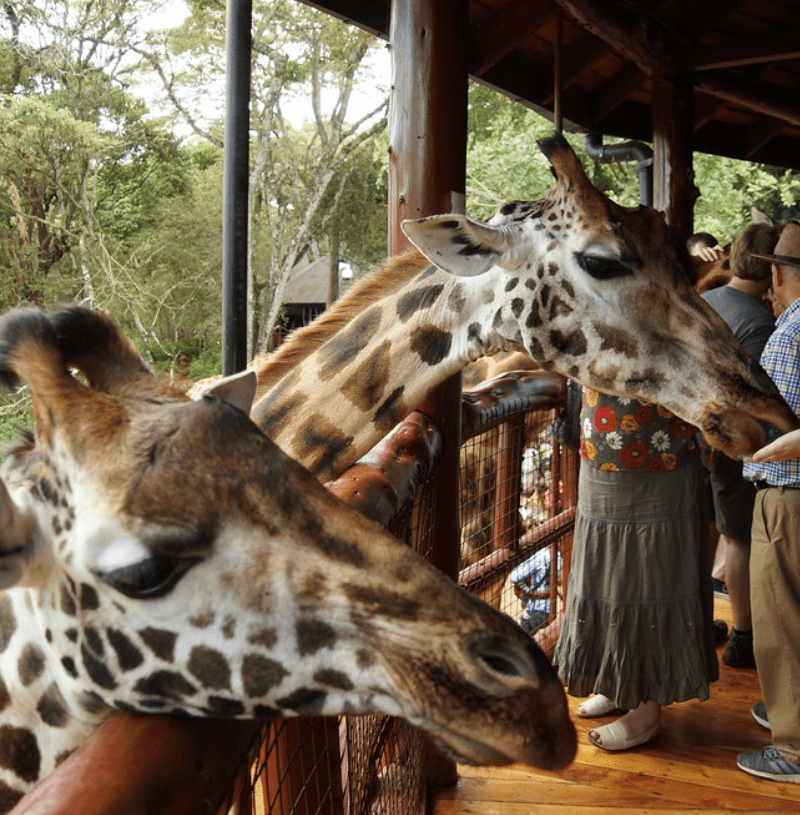 Giraffe Center, Sheldrick Elephant Orphanage, Nairobi National