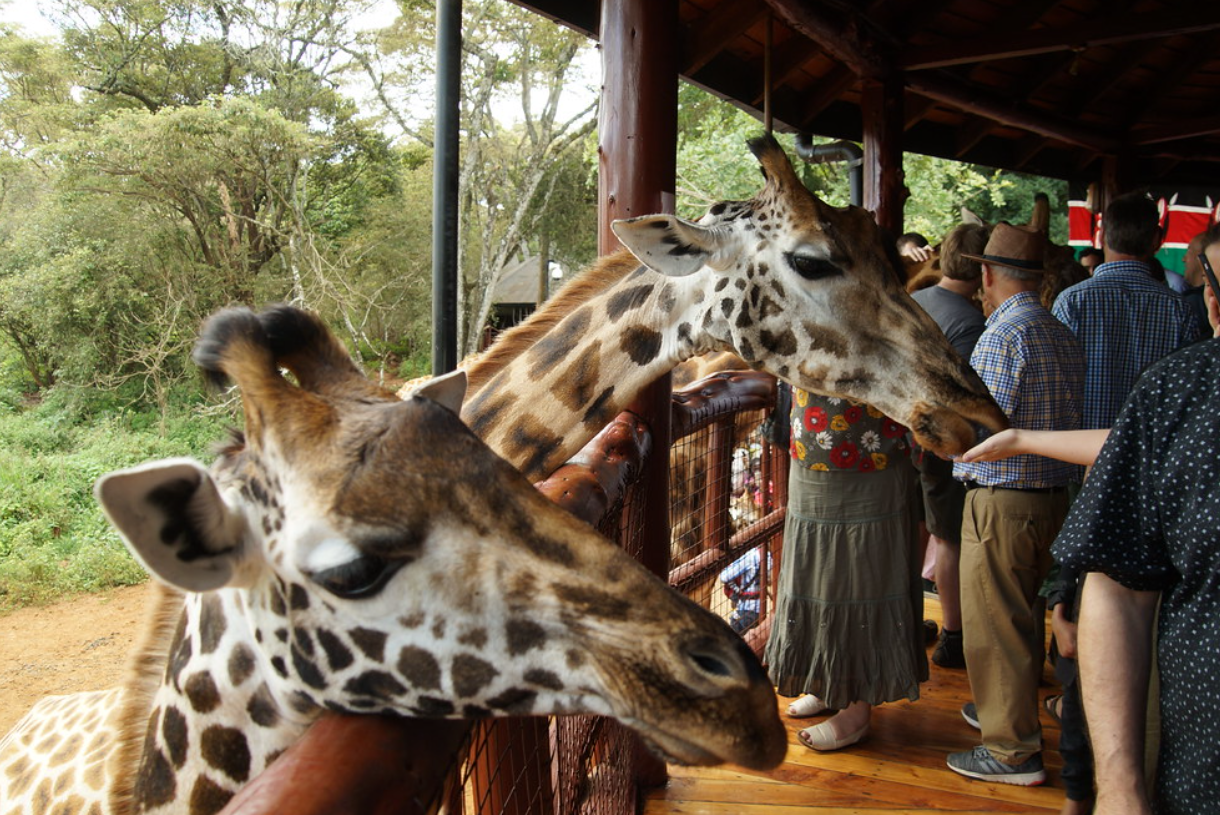 Giraffe Center, Sheldrick Elephant Orphanage, Nairobi National