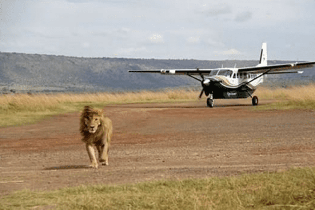 Flying Safari Lewa Conservancy 4 Days 3 Nights