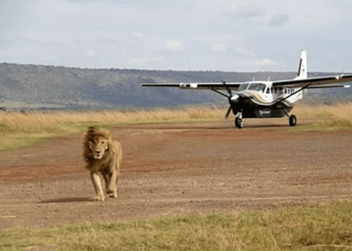 Flying Safari Lewa Conservancy 4 Days 3 Nights