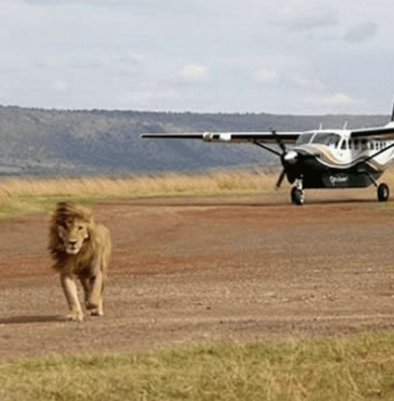 Flying Safari Lewa Conservancy 4 Days 3 Nights