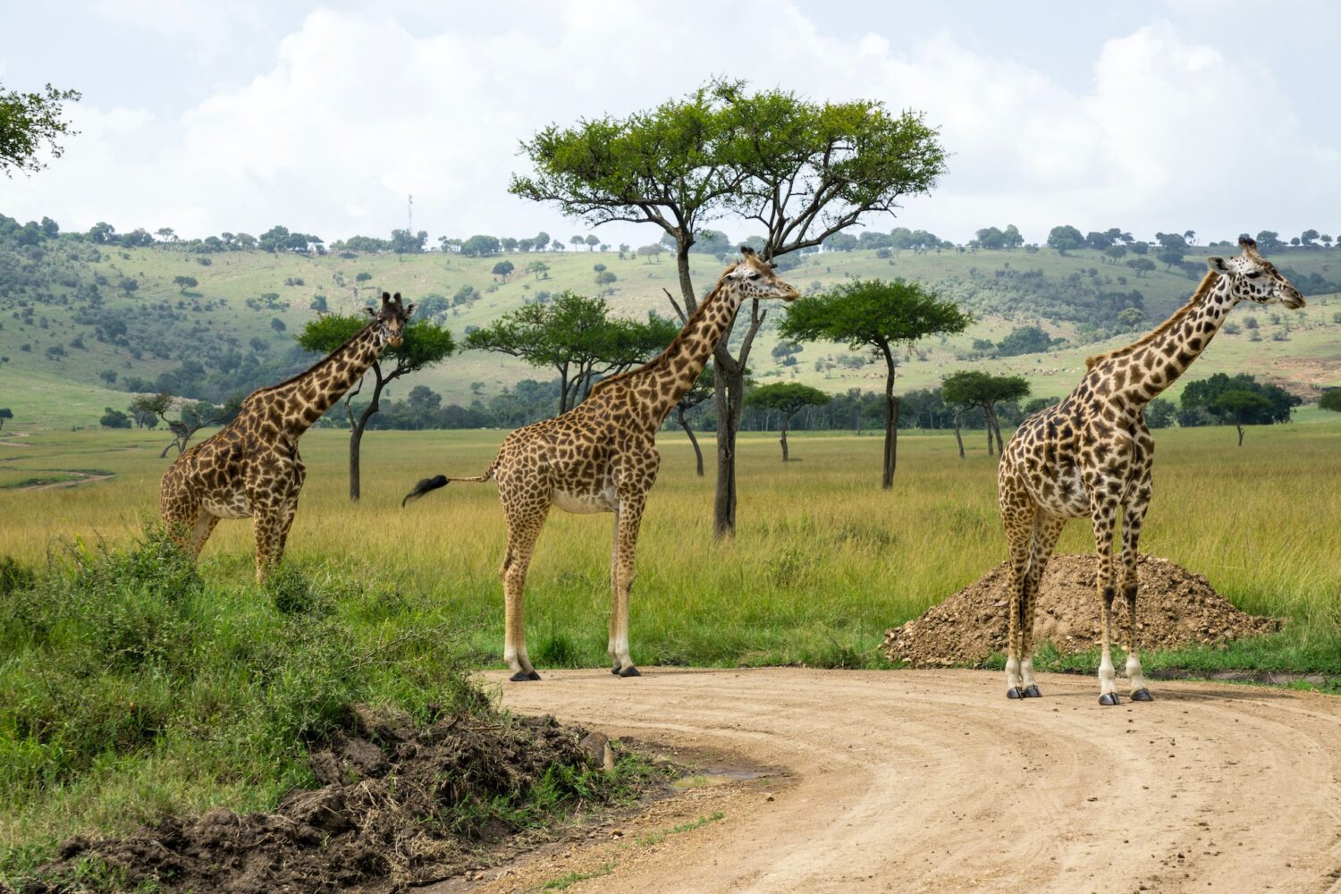 10 Days Luxury Safari. Experience the epitome of opulence
