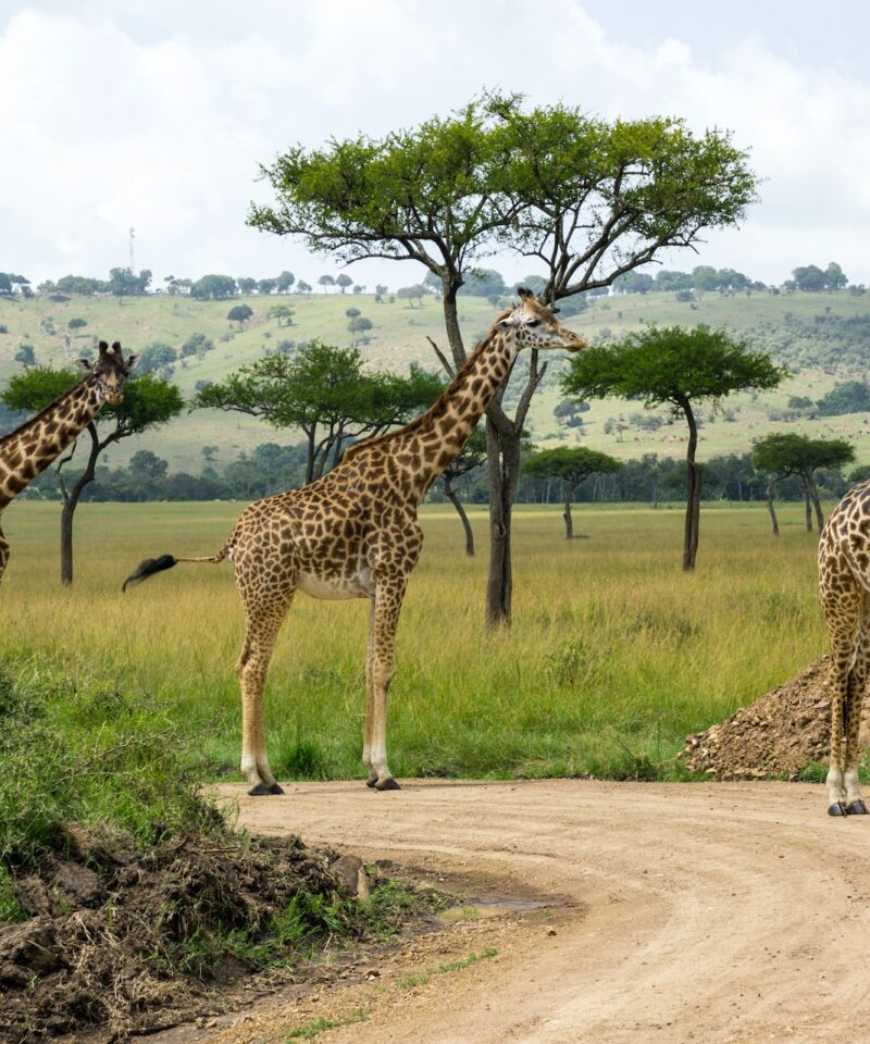 10 Days Luxury Safari. Experience the epitome of opulence