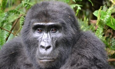 This Kenya Safari & Uganda Gorilla Trek 10 Days