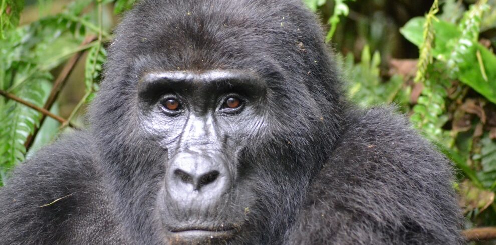 This Kenya Safari & Uganda Gorilla Trek 10 Days