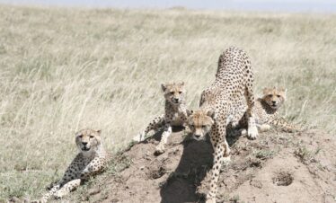 Kenya & Tanzania LUXURY Safari 12 Days 11 Nights