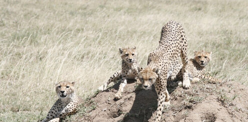 Kenya & Tanzania LUXURY Safari 12 Days 11 Nights