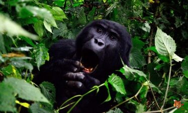 Kenya & Uganda Gorilla / Chimpanzee Habituation Safari 12 Days