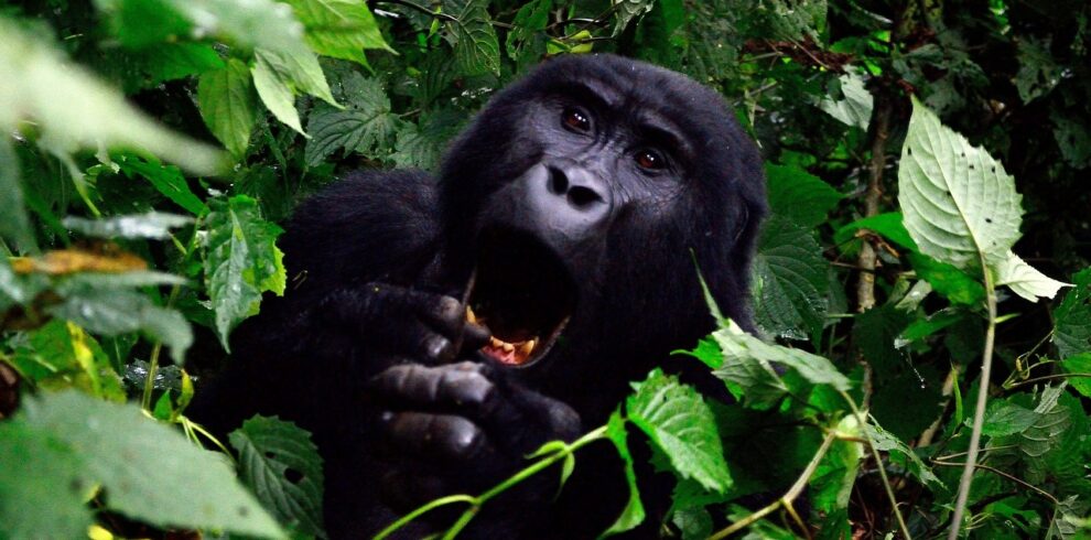 Kenya & Uganda Gorilla / Chimpanzee Habituation Safari 12 Days