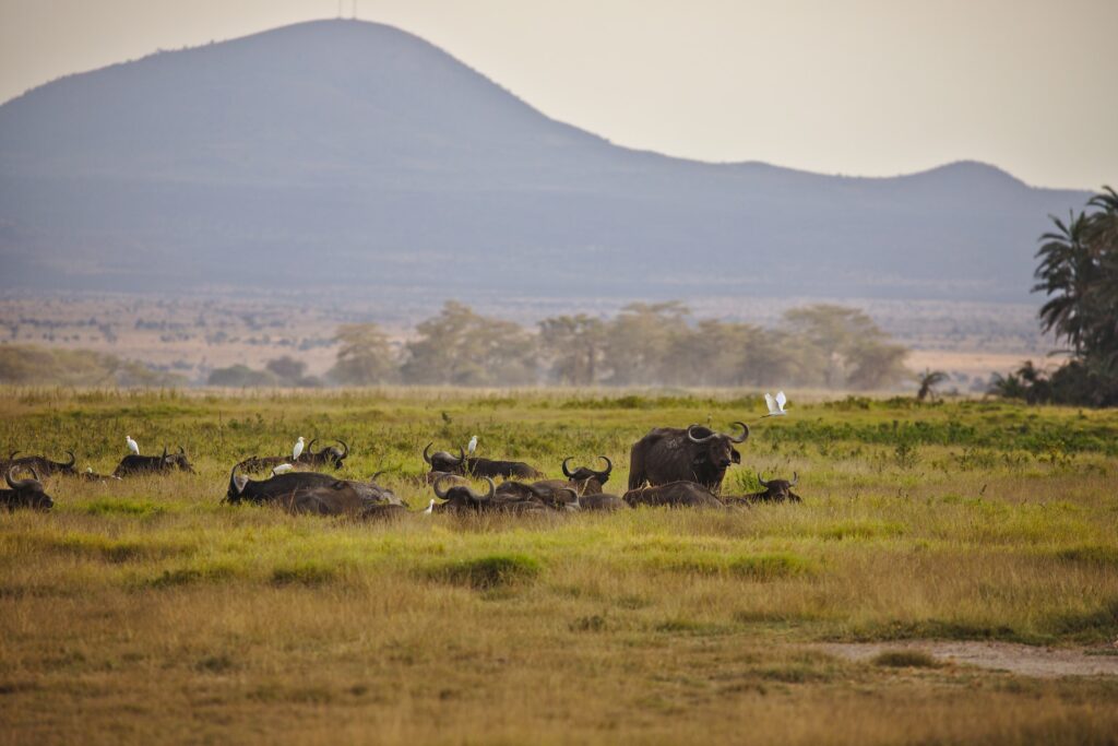 Kenya Tour