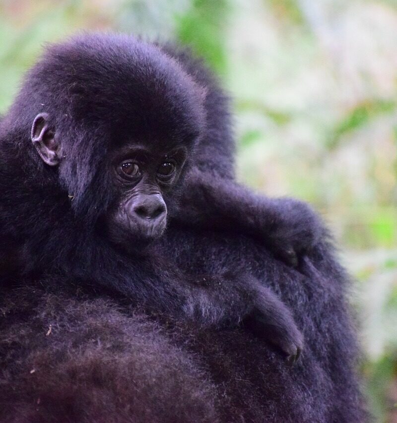 This Uganda Gorilla & Chimpanzee Habituation 6 Days Safari