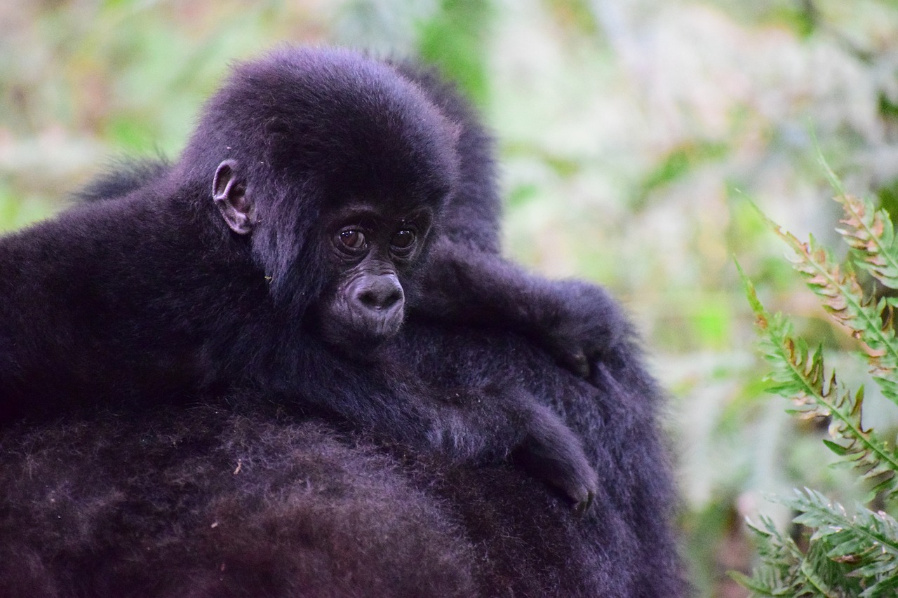 This Uganda Gorilla & Chimpanzee Habituation 6 Days Safari