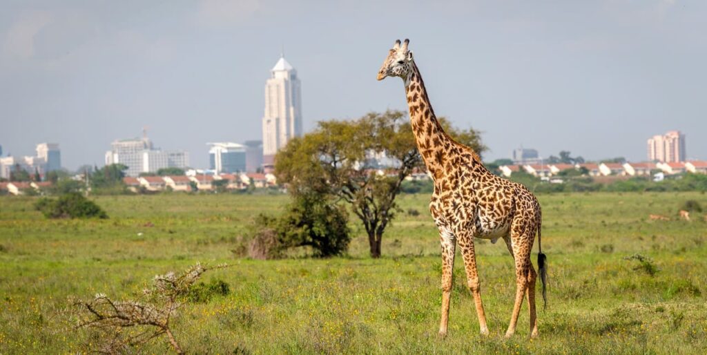 Kenya Safari Tour