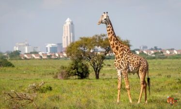 Kenya Incentives Tours and Safaris- Nairobi excursions and day trips
