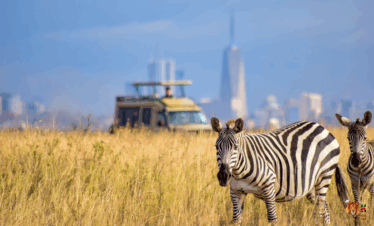 Nairobi National Park Half Day Tour