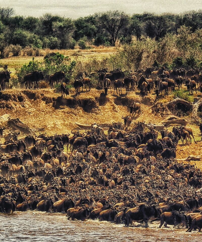 9 Days 8 Nights Wildebeest Migration Safari